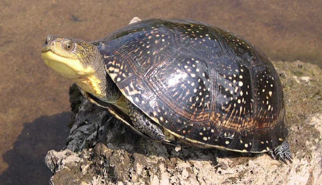 BLANDING’S TURTLES EMYDOIDEA BLANDINGII (SPECIES OF GREATEST ...