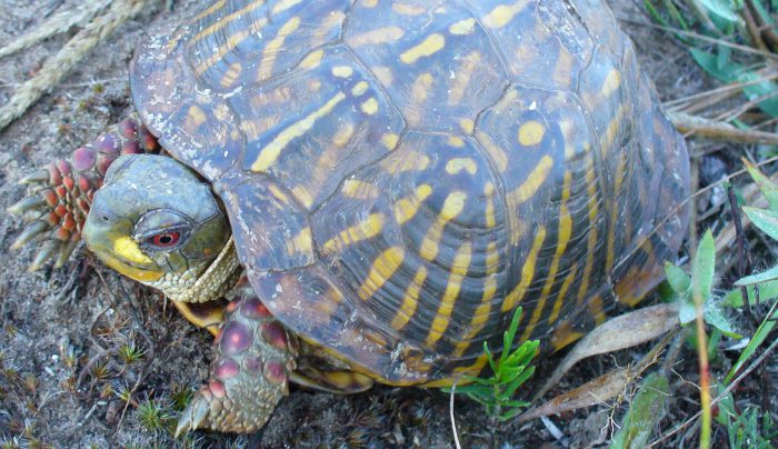 ORNATE BOX TURTLES TERRAPENE ORNATA (ENDANGERED) – HISTORY AND CONSERVATION