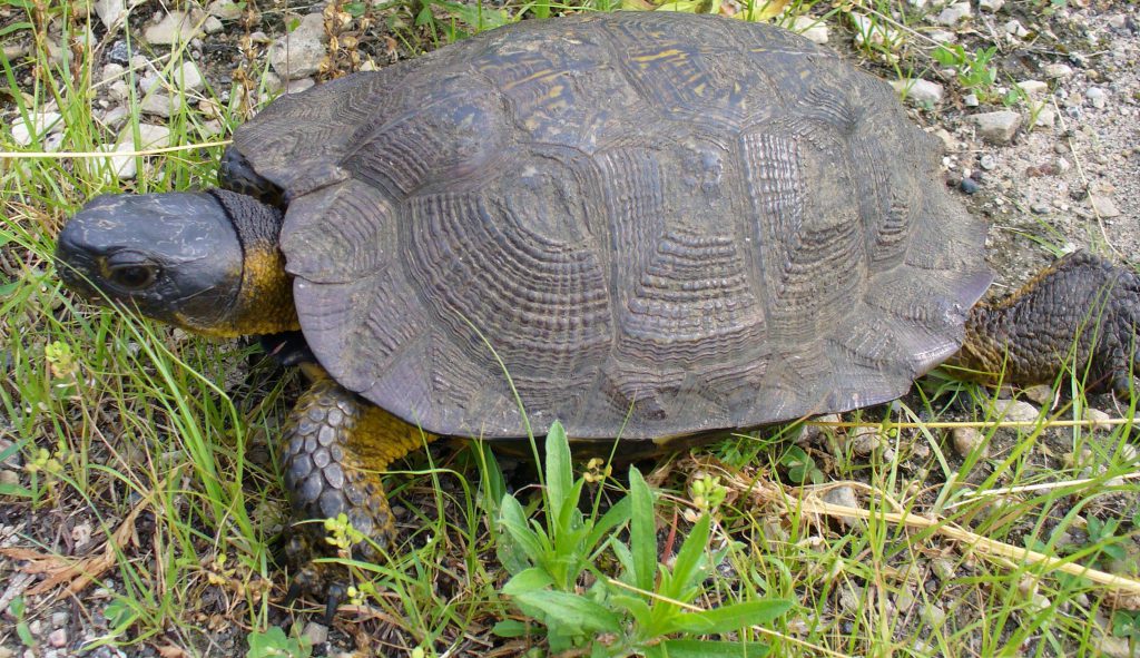 WOOD TURTLES GLYPTEMYS INSCULPTA (THREATENED) – HISTORY AND CONSERVATION