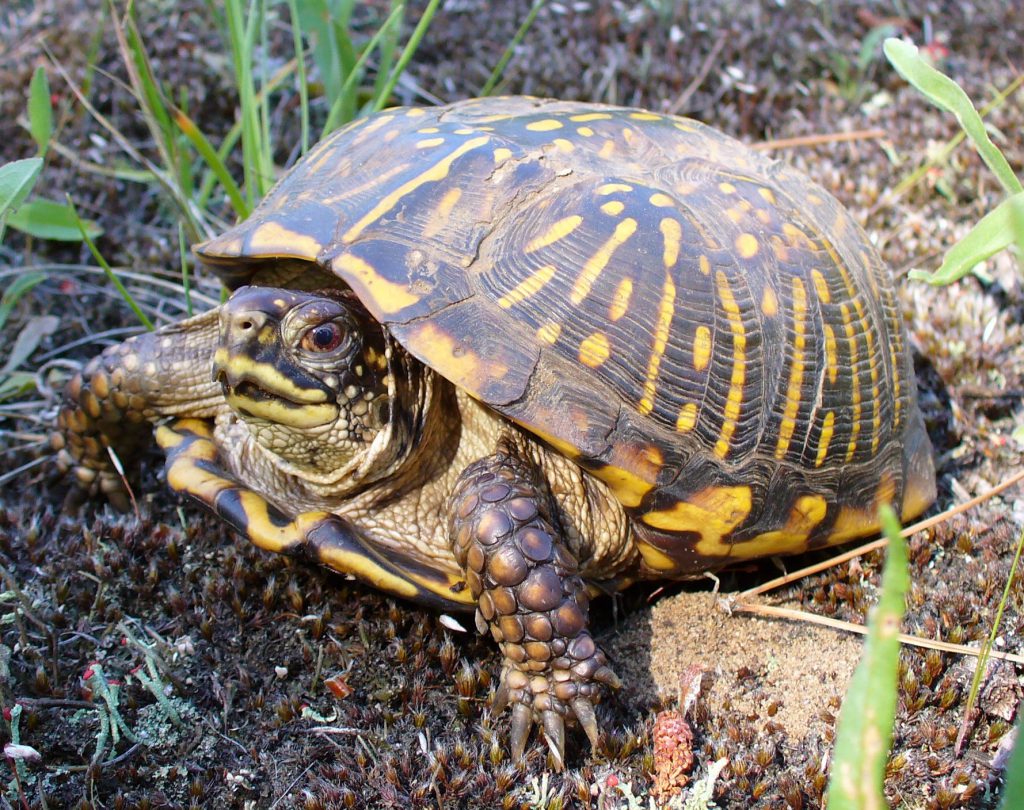 Adult Female Ornate Box Turtle CloseUp Wisconsin Turtles