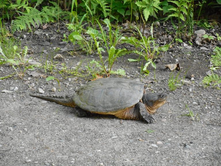 Wisconsin Turtles