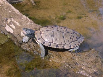 Wisconsin Turtles