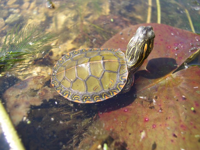 Wisconsin Turtles