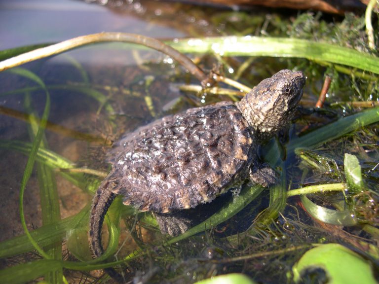 Wisconsin Turtles