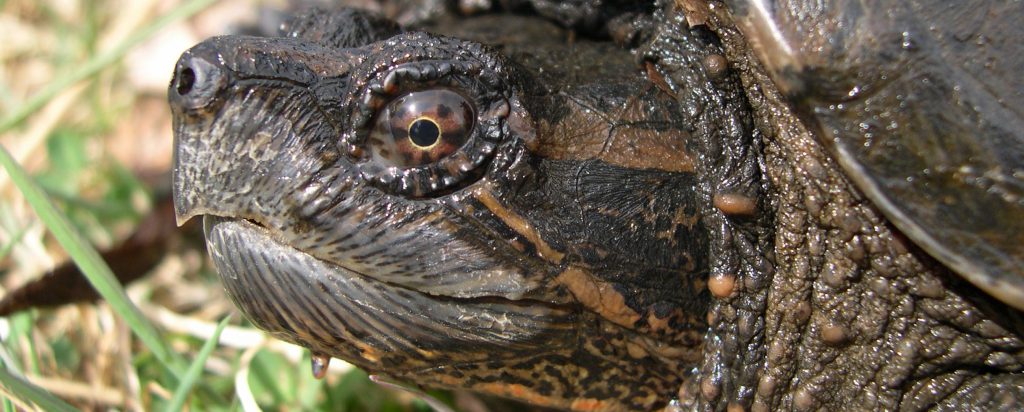 Wisconsin Turtles